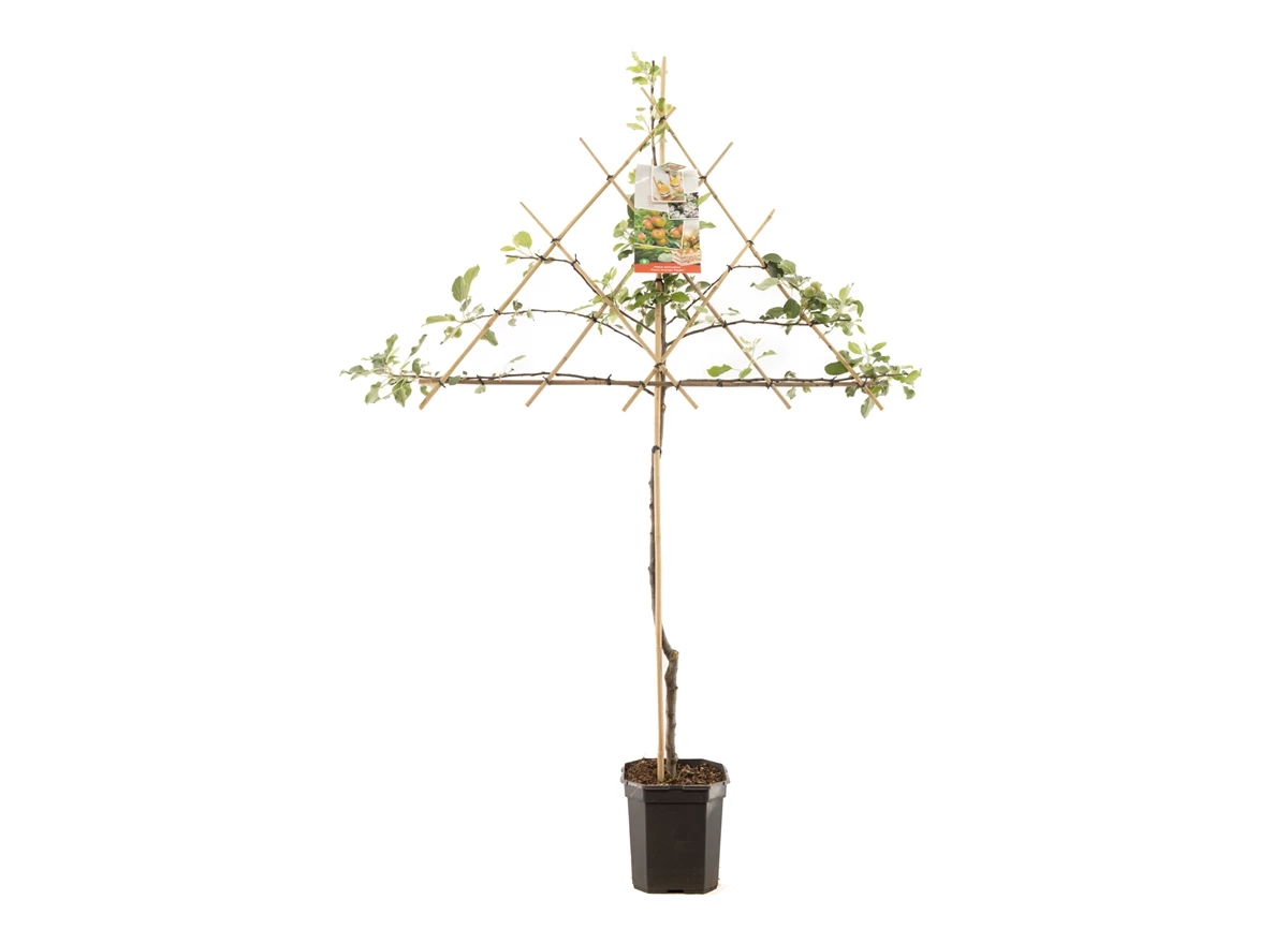 Malus dom. Cox's Orange P. leivorm.jpg