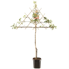 Malus dom. Cox's Orange P. leivorm.jpg