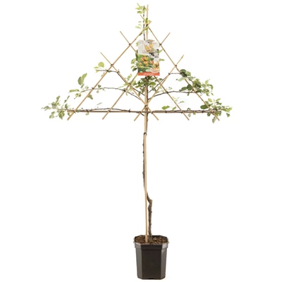 Malus dom. Cox's Orange P. leivorm.jpg
