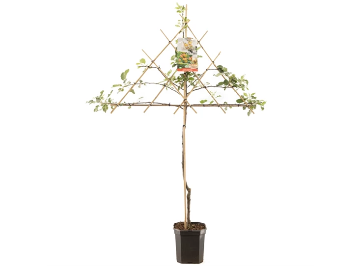 Malus dom. Cox's Orange P. leivorm.jpg