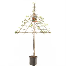 Malus dom. Elstar leivorm.jpg