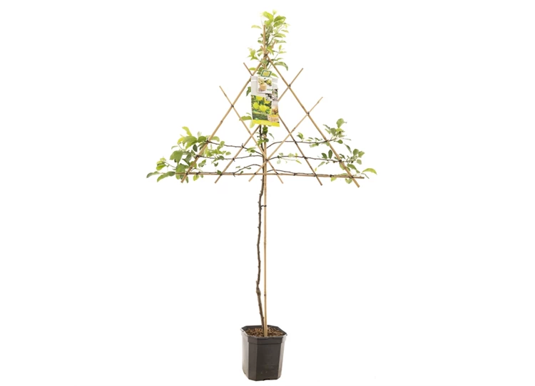 Malus dom. Golden Delicious leivorm.jpg