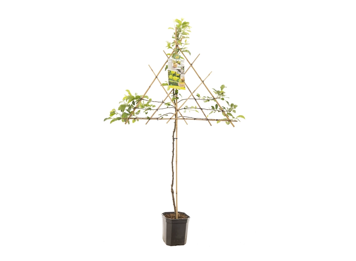 Malus dom. Golden Delicious leivorm.jpg
