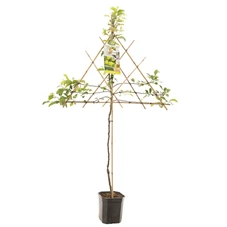 Malus dom. Golden Delicious leivorm.jpg