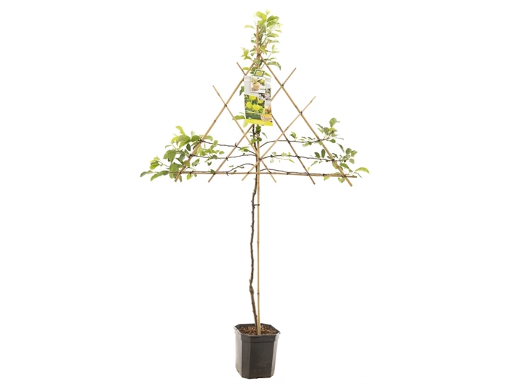 Malus dom. Golden Delicious leivorm.jpg