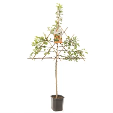 Malus dom. James Grieve leivorm.jpg