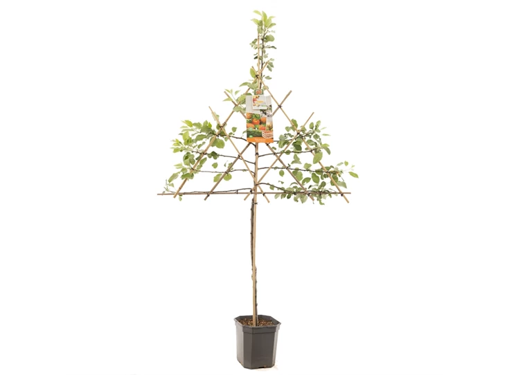 Malus dom. James Grieve leivorm.jpg