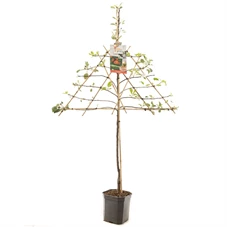 Malus dom. Jonagold leivorm.jpg