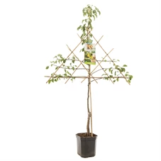 Pyrus comm. Conference leivorm.jpg