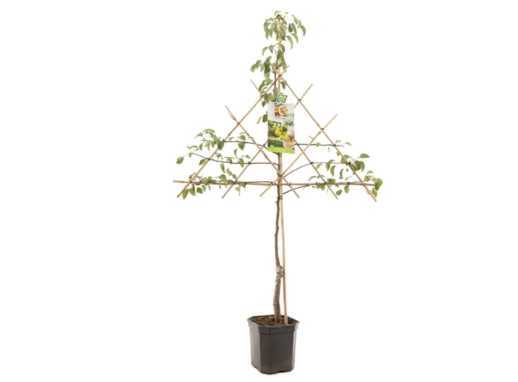 Pyrus comm. Conference leivorm.jpg