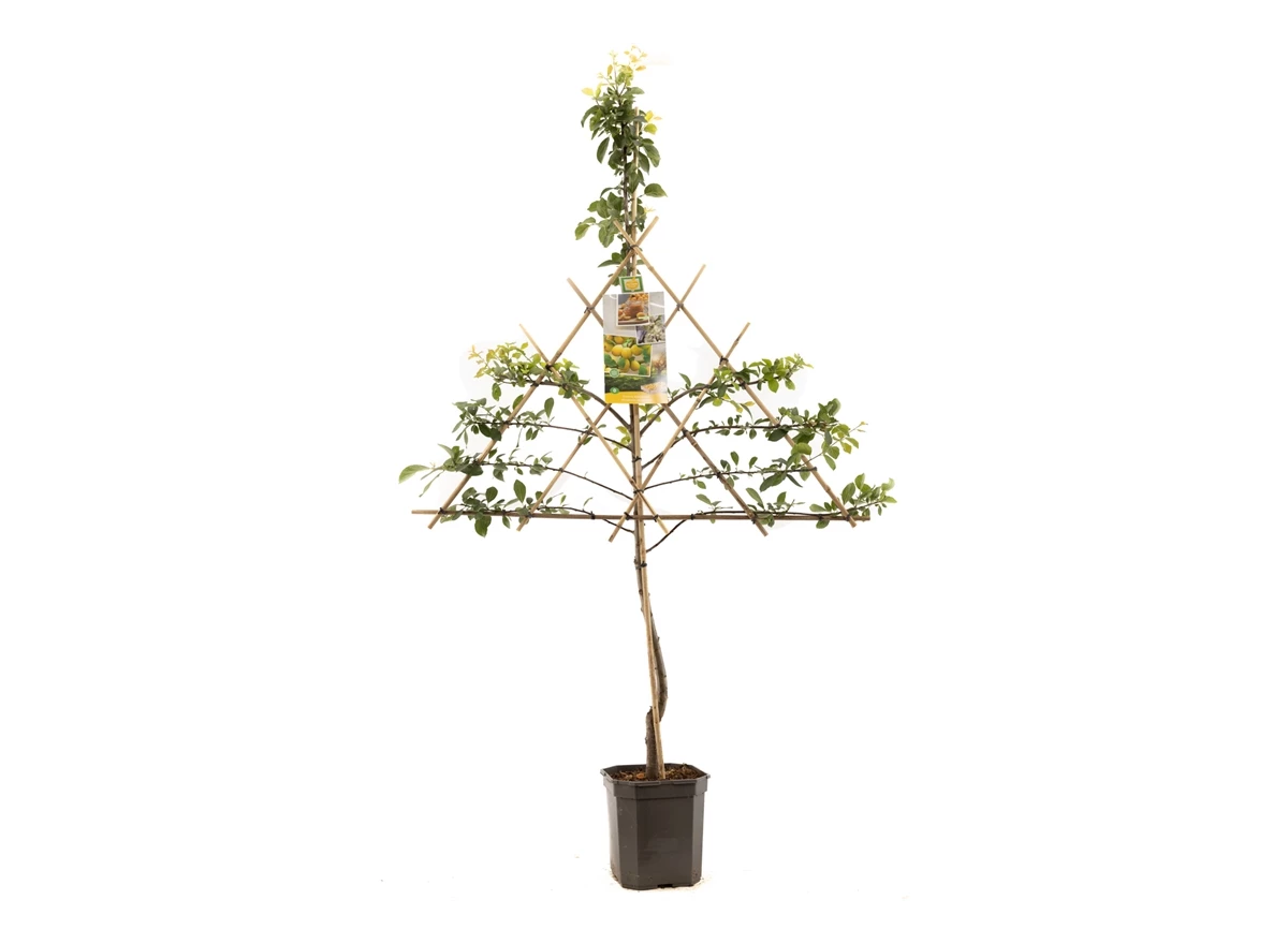Prunus dom. Mirab. de Nancy lei.jpg