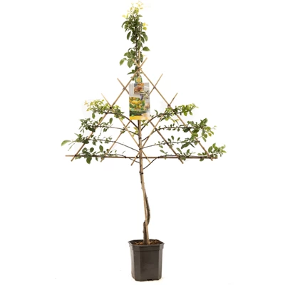 Prunus dom. Mirab. de Nancy lei.jpg