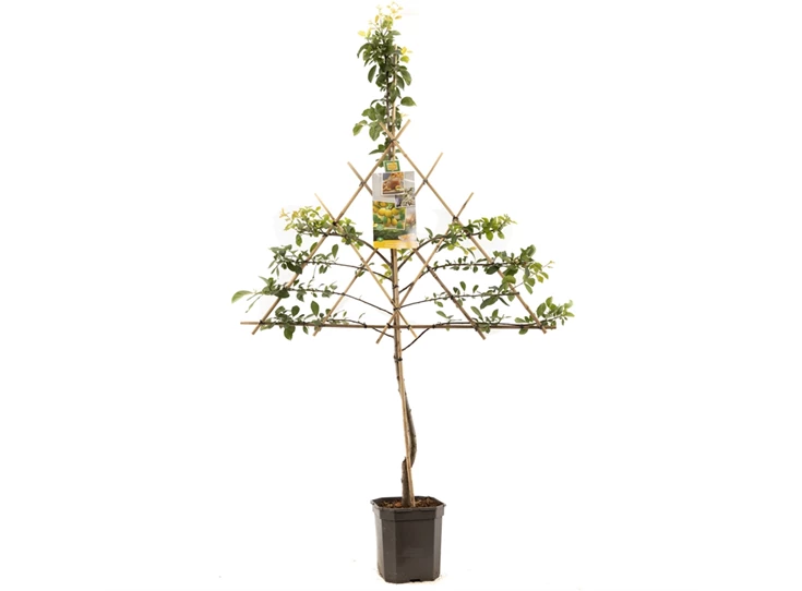 Prunus dom. Mirab. de Nancy lei.jpg