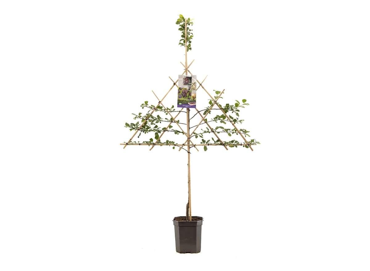 Prunus dom. Opal leivorm.jpg