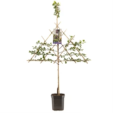 Prunus dom. Opal leivorm.jpg