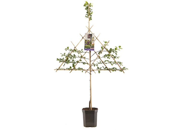 Prunus dom. Opal leivorm.jpg