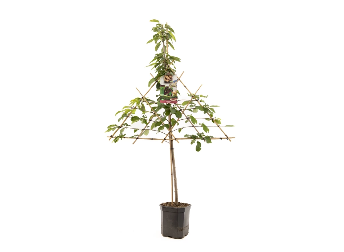 Prunus avium Lapins leivorm.jpg