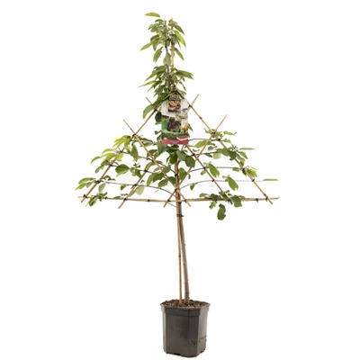 Prunus avium Lapins leivorm.jpg