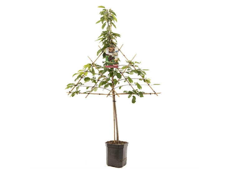 Prunus avium Lapins leivorm.jpg