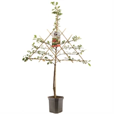 Prunus cerasus Morel leivorm.jpg