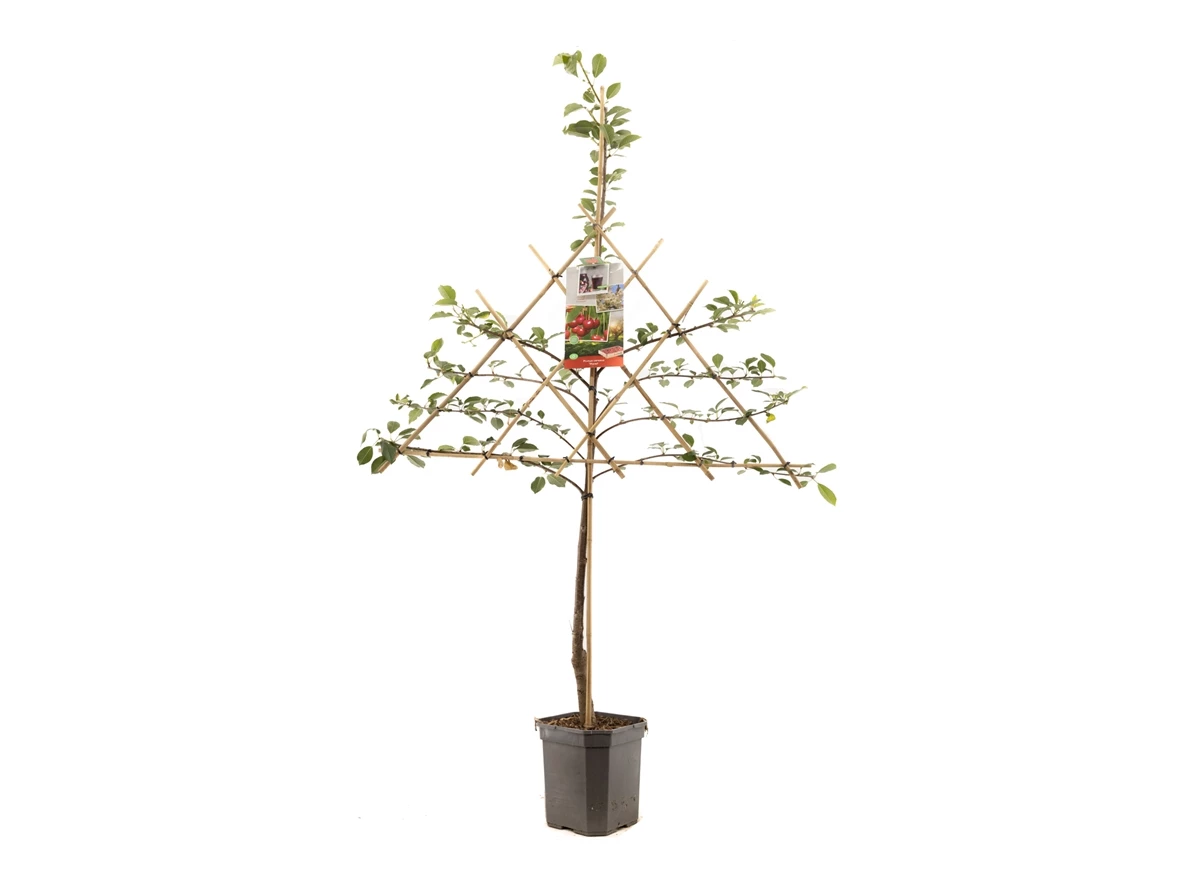 Prunus cerasus Morel leivorm.jpg
