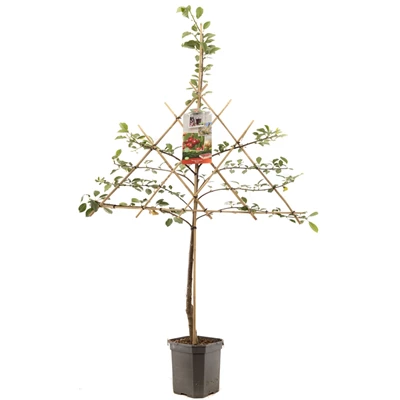 Prunus cerasus Morel leivorm.jpg