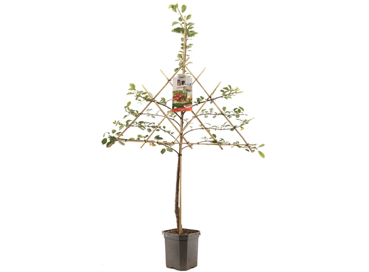 Prunus cerasus Morel leivorm.jpg