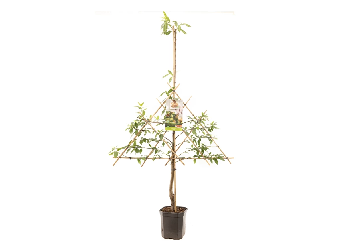 Prunus dulcis Amandel leivorm.jpg