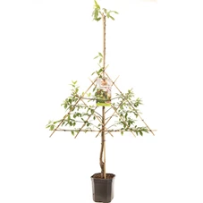 Prunus dulcis Amandel leivorm.jpg