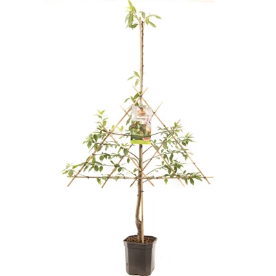 Prunus dulcis Amandel leivorm.jpg