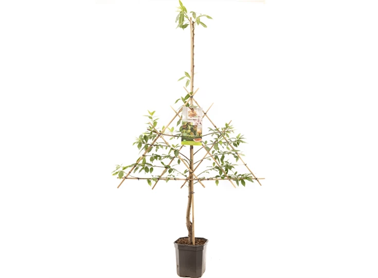 Prunus dulcis Amandel leivorm.jpg