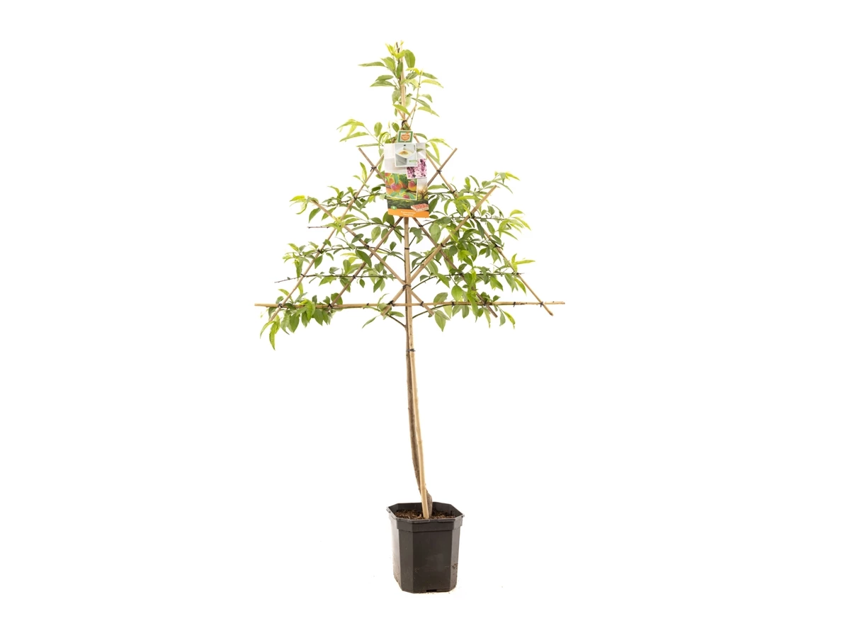 Prunus persica Peregrine leivorm.jpg