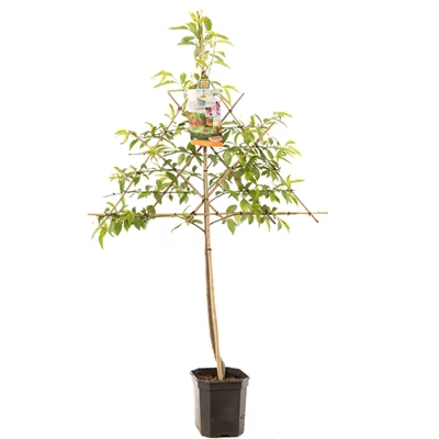 Prunus persica Peregrine leivorm.jpg