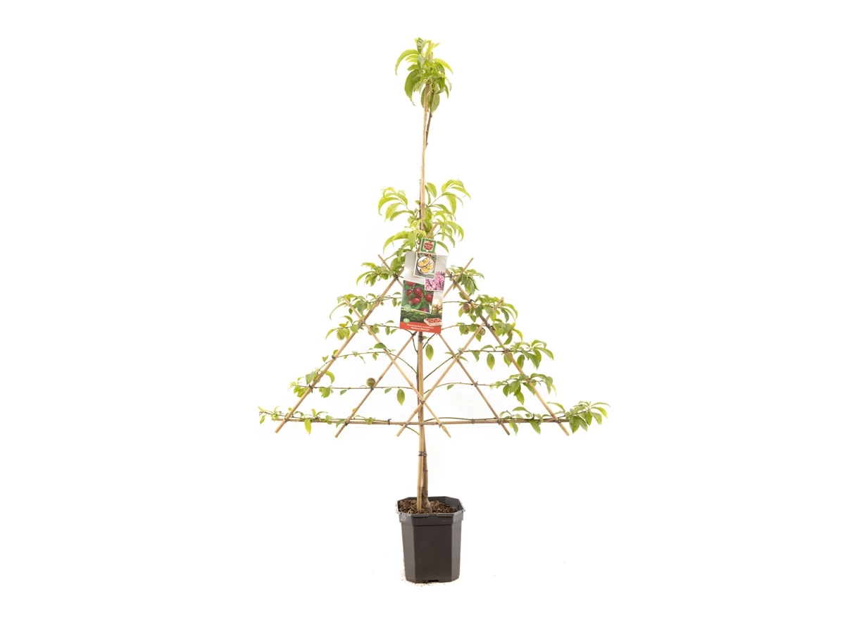 Prunus pers. nuc. M. Blanchet lei.jpg