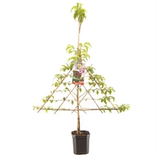 Prunus pers. nuc. M. Blanchet lei.jpg