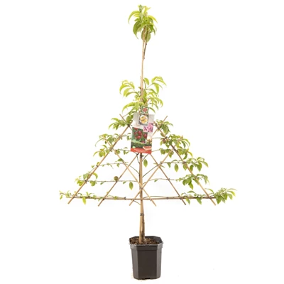 Prunus pers. nuc. M. Blanchet lei.jpg