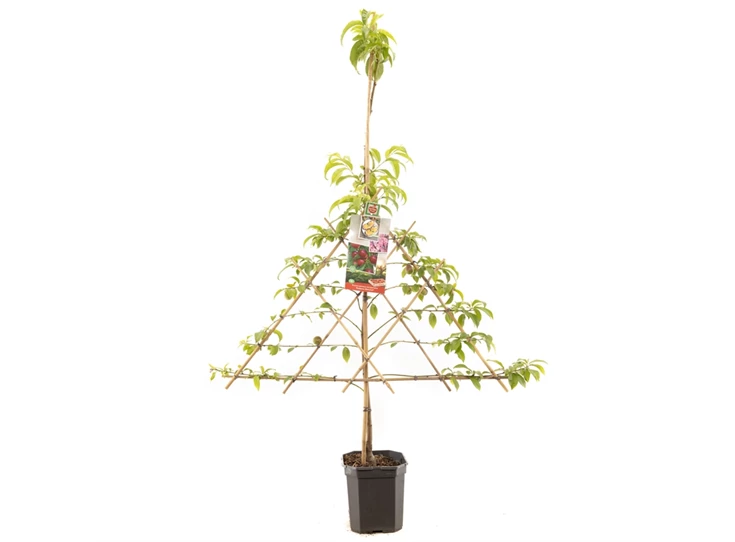 Prunus pers. nuc. M. Blanchet lei.jpg