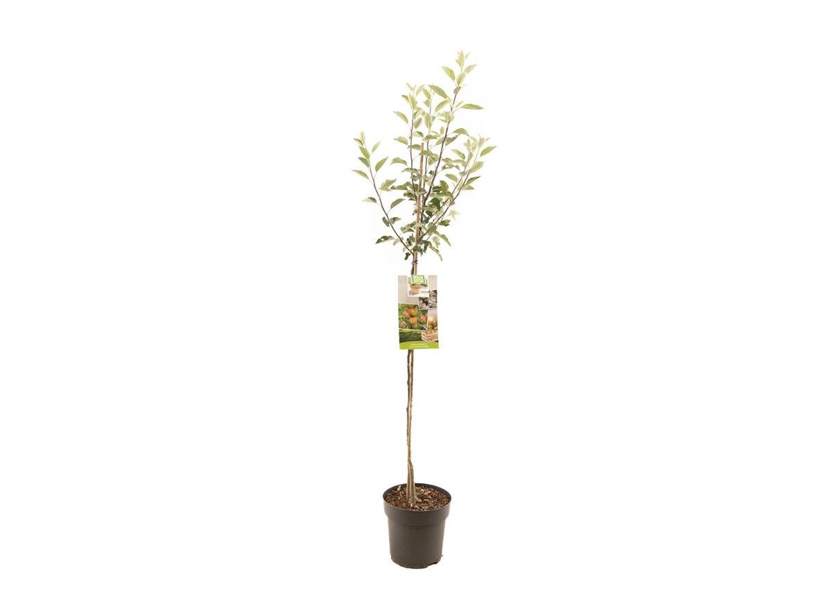 Malus dom. Cox's Orange P. halfstam.jpg