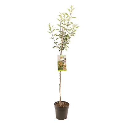 Malus dom. Cox's Orange P. halfstam.jpg