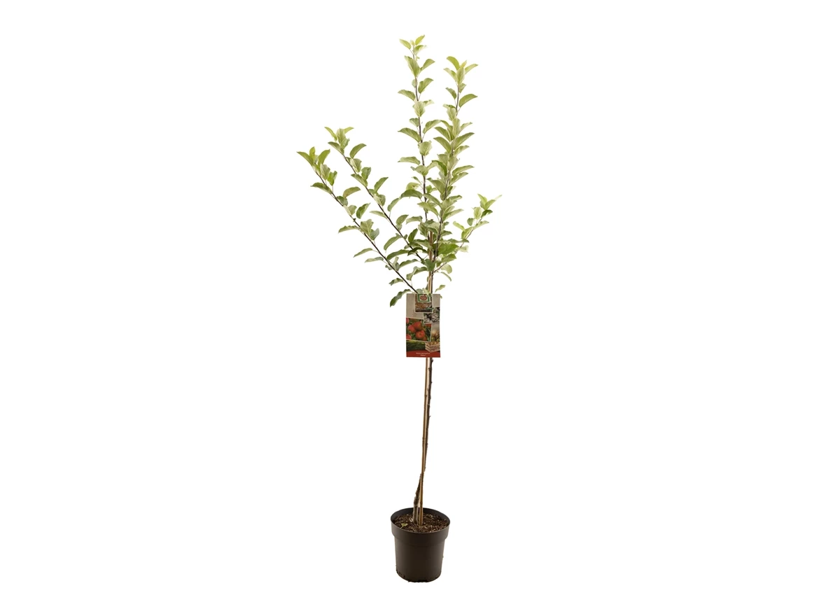 Malus dom. Elstar halfstam.jpg