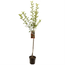 Malus dom. Elstar halfstam.jpg