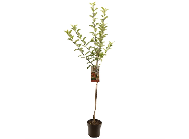 Malus dom. Elstar halfstam.jpg