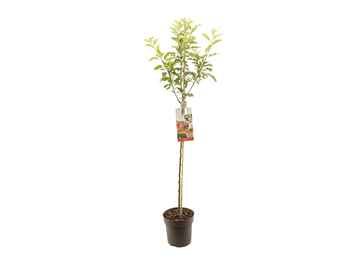 Malus dom. Gala halfstam.jpg