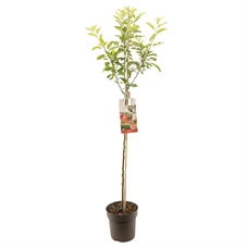 Malus dom. Gala halfstam.jpg