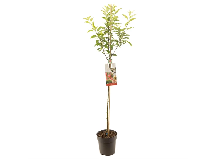 Malus dom. Gala halfstam.jpg