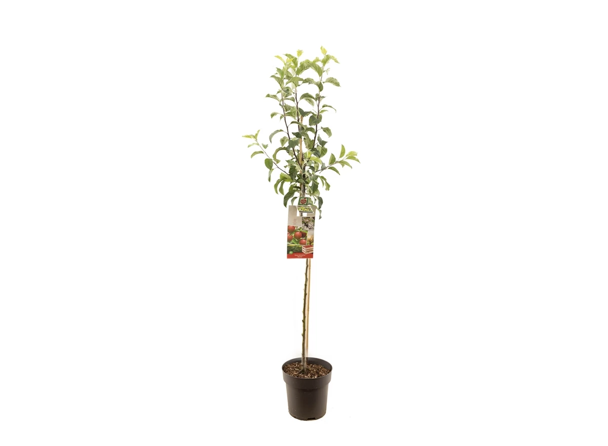Malus dom. Gloster halfstam.jpg