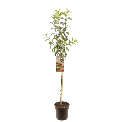 Malus dom. Gloster halfstam.jpg
