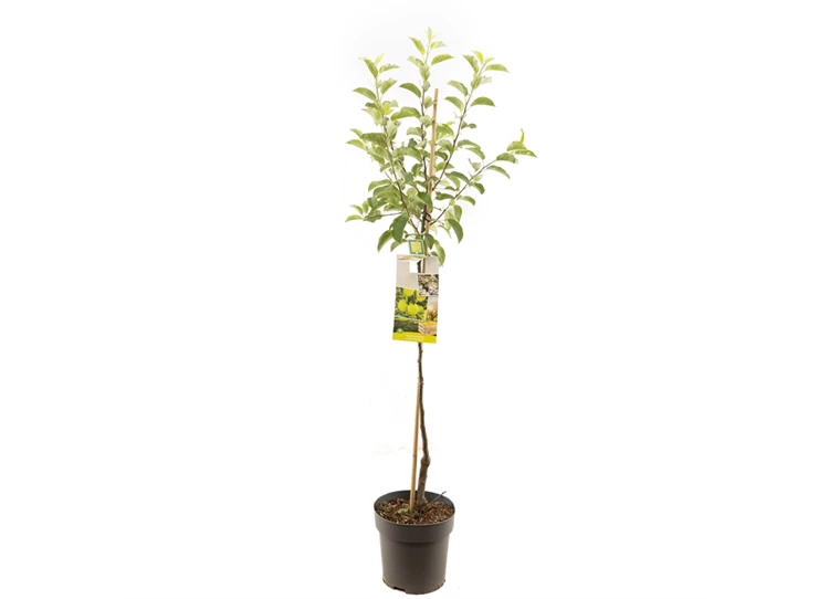 Malus dom. Golden Delicious half.jpg
