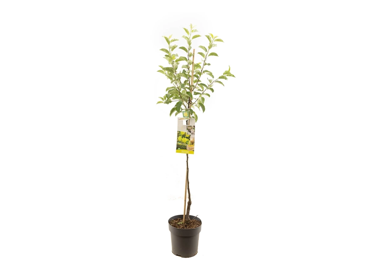 Malus dom. Golden Delicious half.jpg