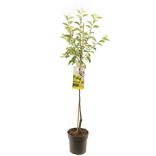 Malus dom. Golden Delicious half.jpg